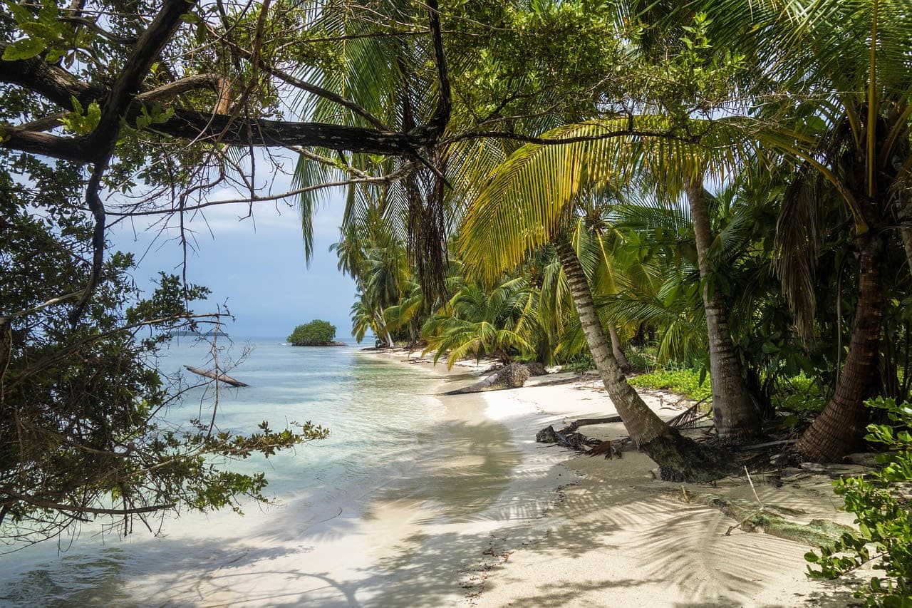 A secluded Caribbean beach framed by palms